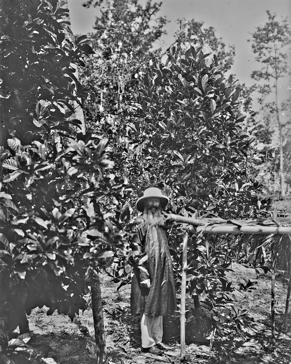 Father Maillard, a bearded French priest in a pith helmet, standing among tall coffee trees, 1898
